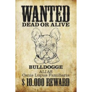 Wanted Dead Or Alive Bull Dog