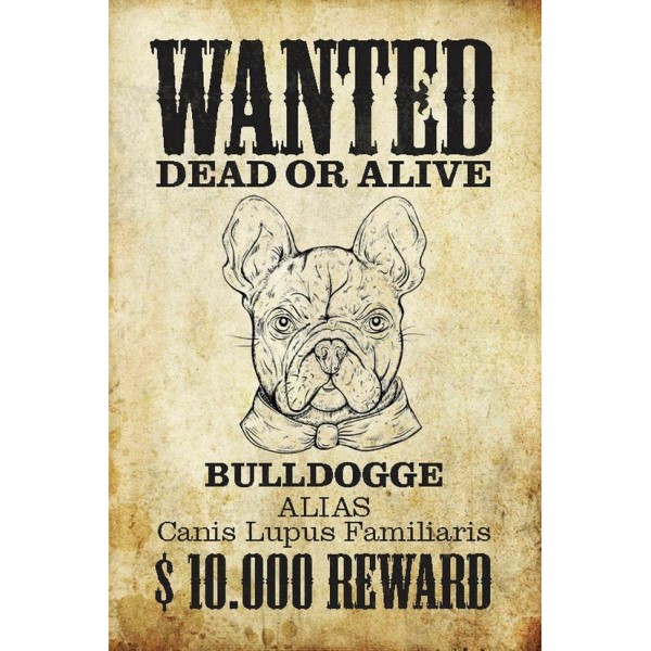 Wanted Dead Or Alive Bull Dog