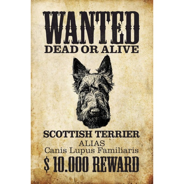 Wanted Dead Or Alive Scottish Terrier