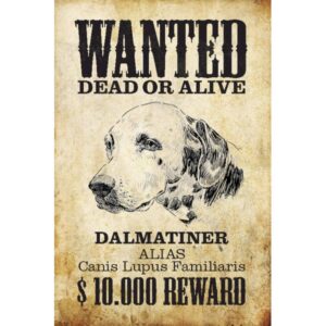 Wanted Dead Or Alive Dalmatier