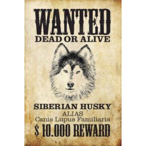 Wanted Dead Or Alive Siberian Husky