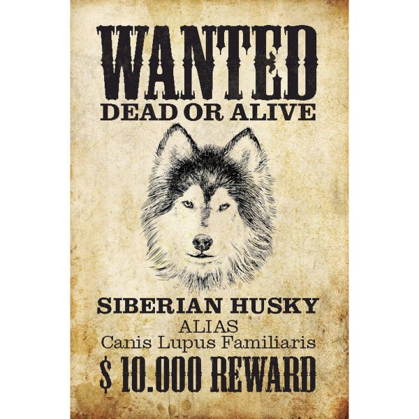 Wanted Dead Or Alive Siberian Husky